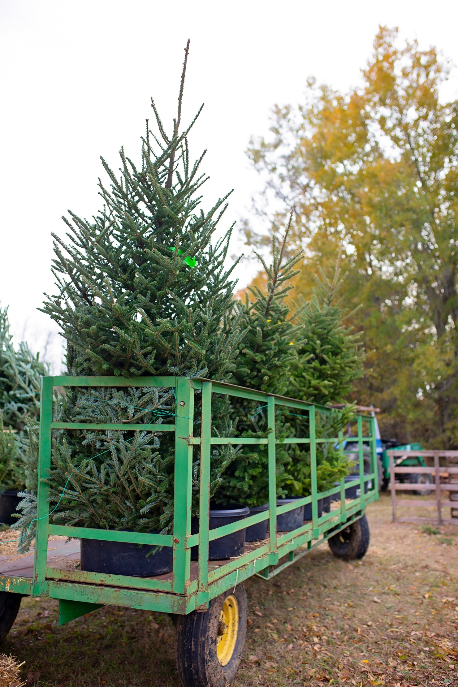Christmas Trees – Lee's Christmas Tree Farm